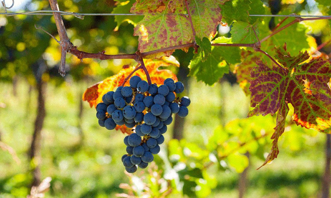 Grapes in a vineyard